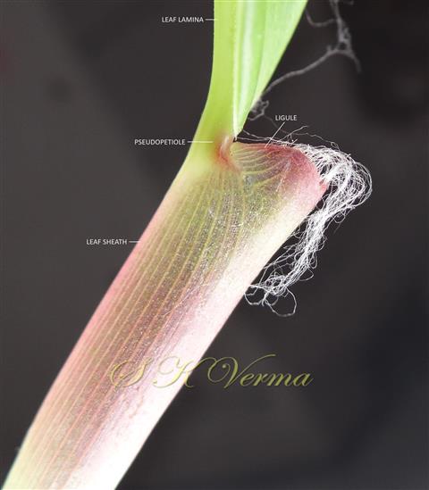 Leaf sheath and ligule, margin of ligule long ciliate